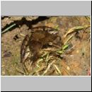 Rana temporaria - Grasfrosch 08a.jpg